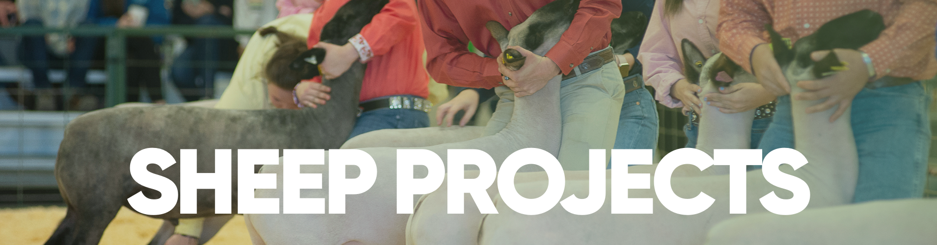 Sheep Projects banner.